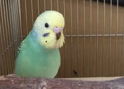鳥が好きな方、集合ー！
