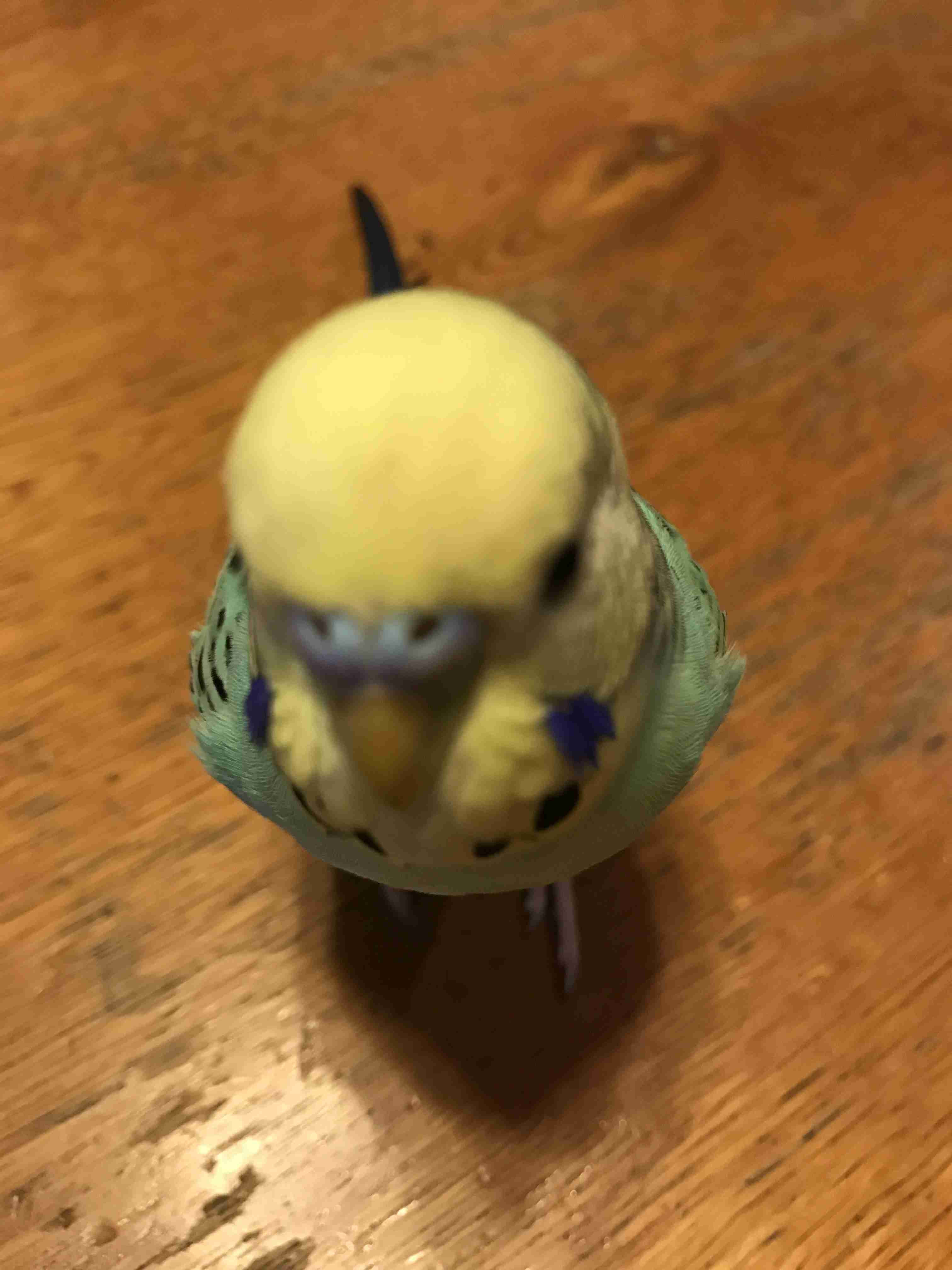 鳥が好きな方、集合ー！