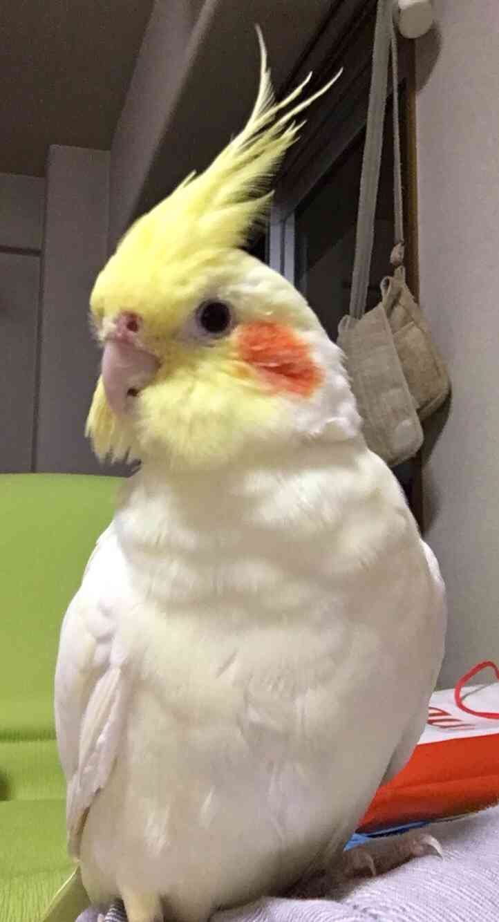 鳥が好きな方、集合ー！