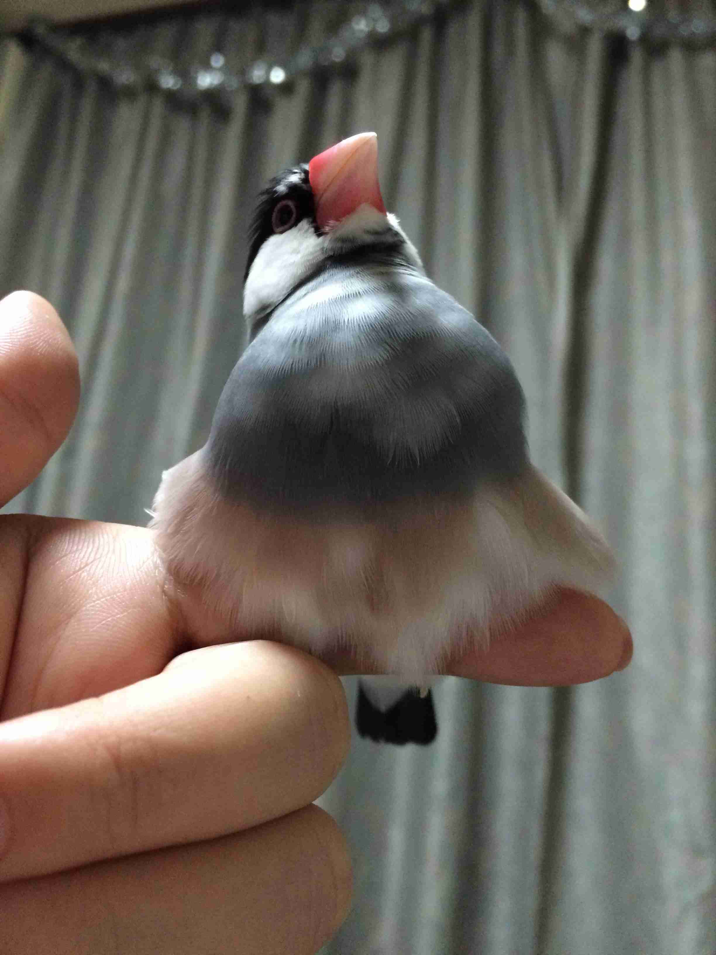 鳥が好きな方、集合ー！