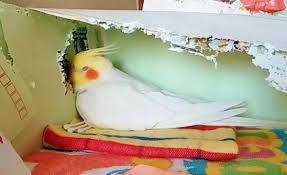 鳥が好きな方、集合ー！