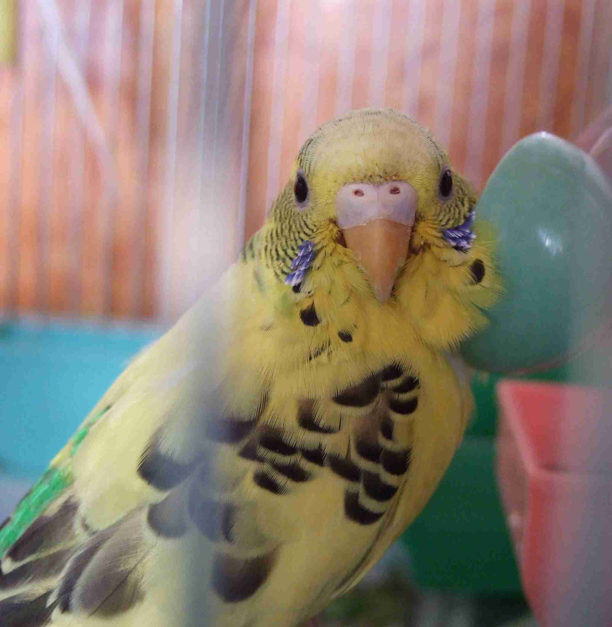 鳥が好きな方、集合ー！