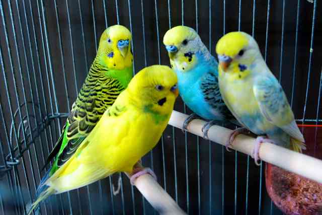 鳥が好きな方、集合ー！