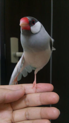 鳥が好きな方、集合ー！