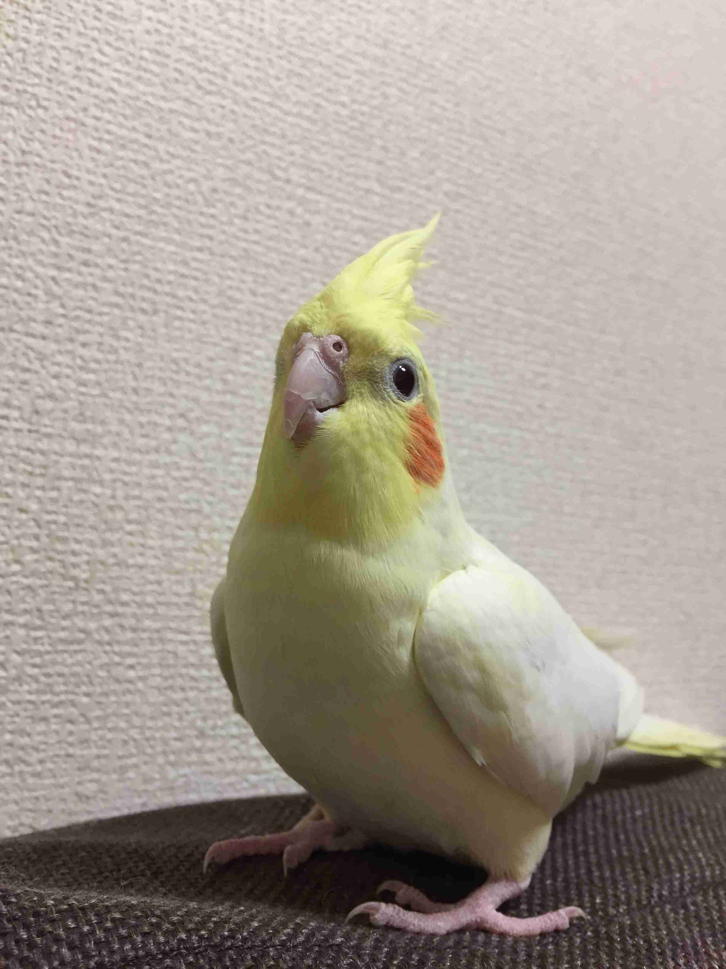 鳥が好きな方、集合ー！