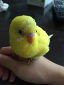 鳥が好きな方、集合ー！