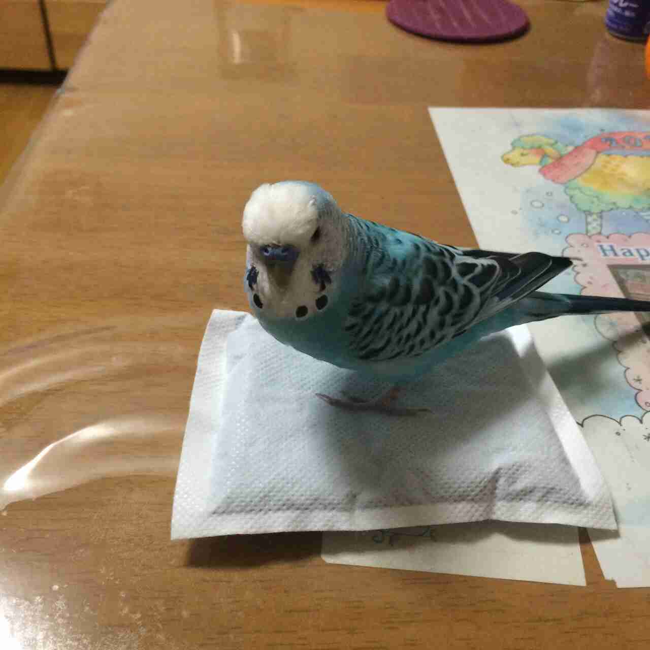 鳥が好きな方、集合ー！