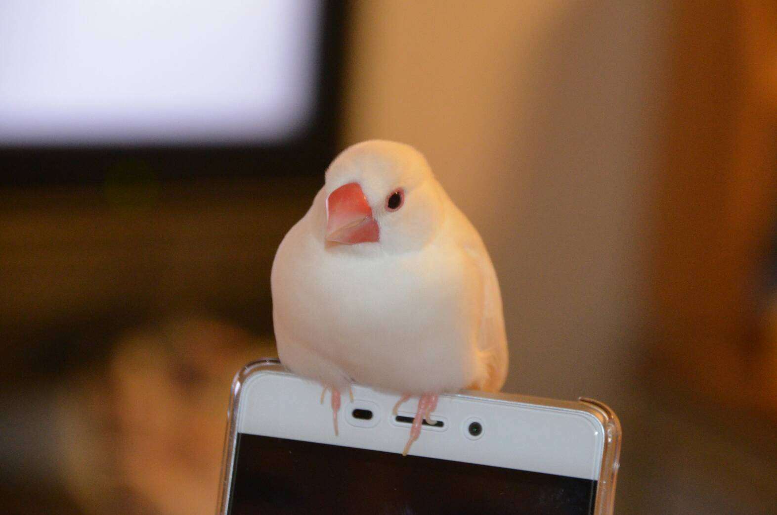 鳥が好きな方、集合ー！