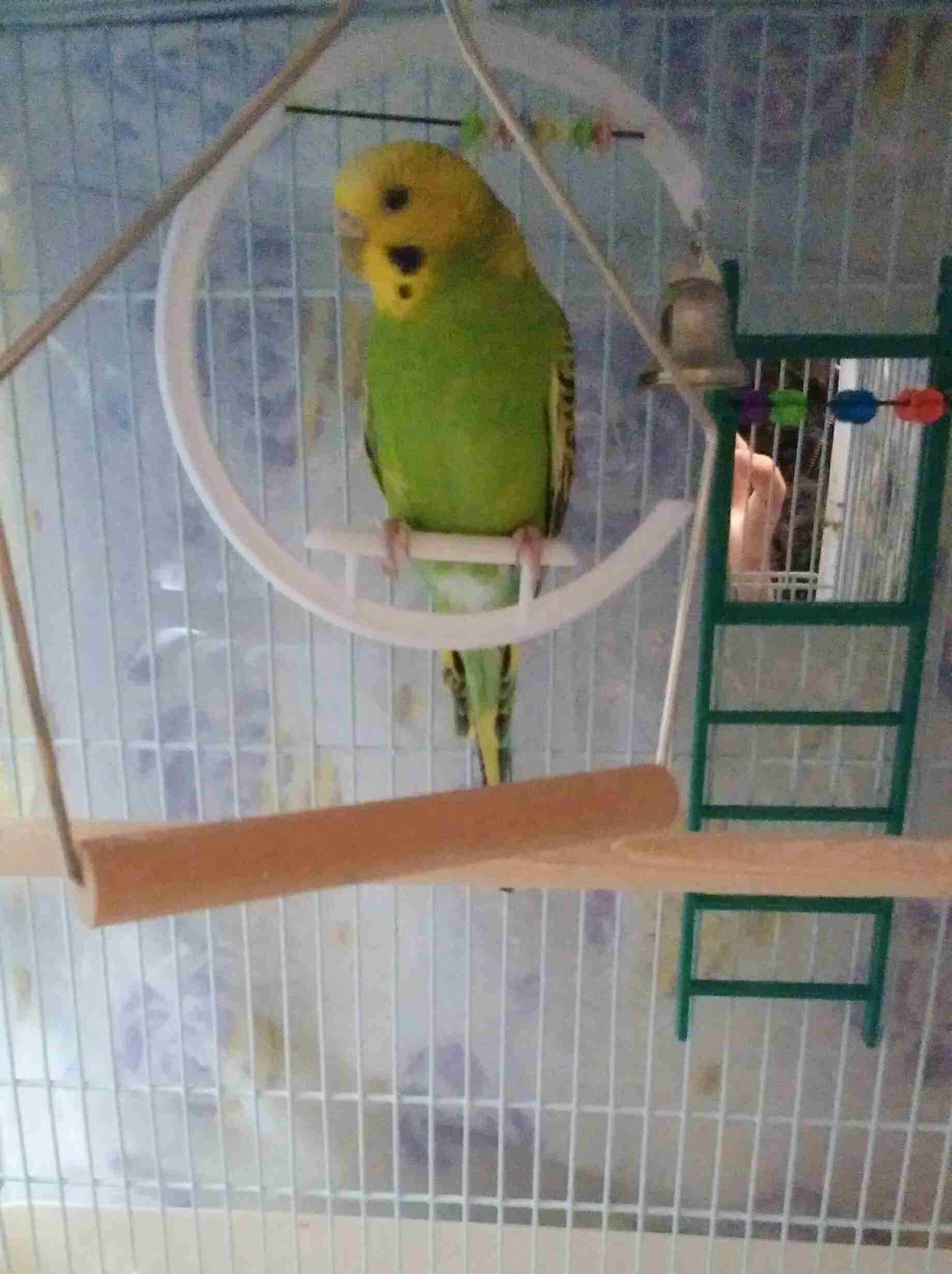 鳥が好きな方、集合ー！
