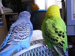 鳥が好きな方、集合ー！