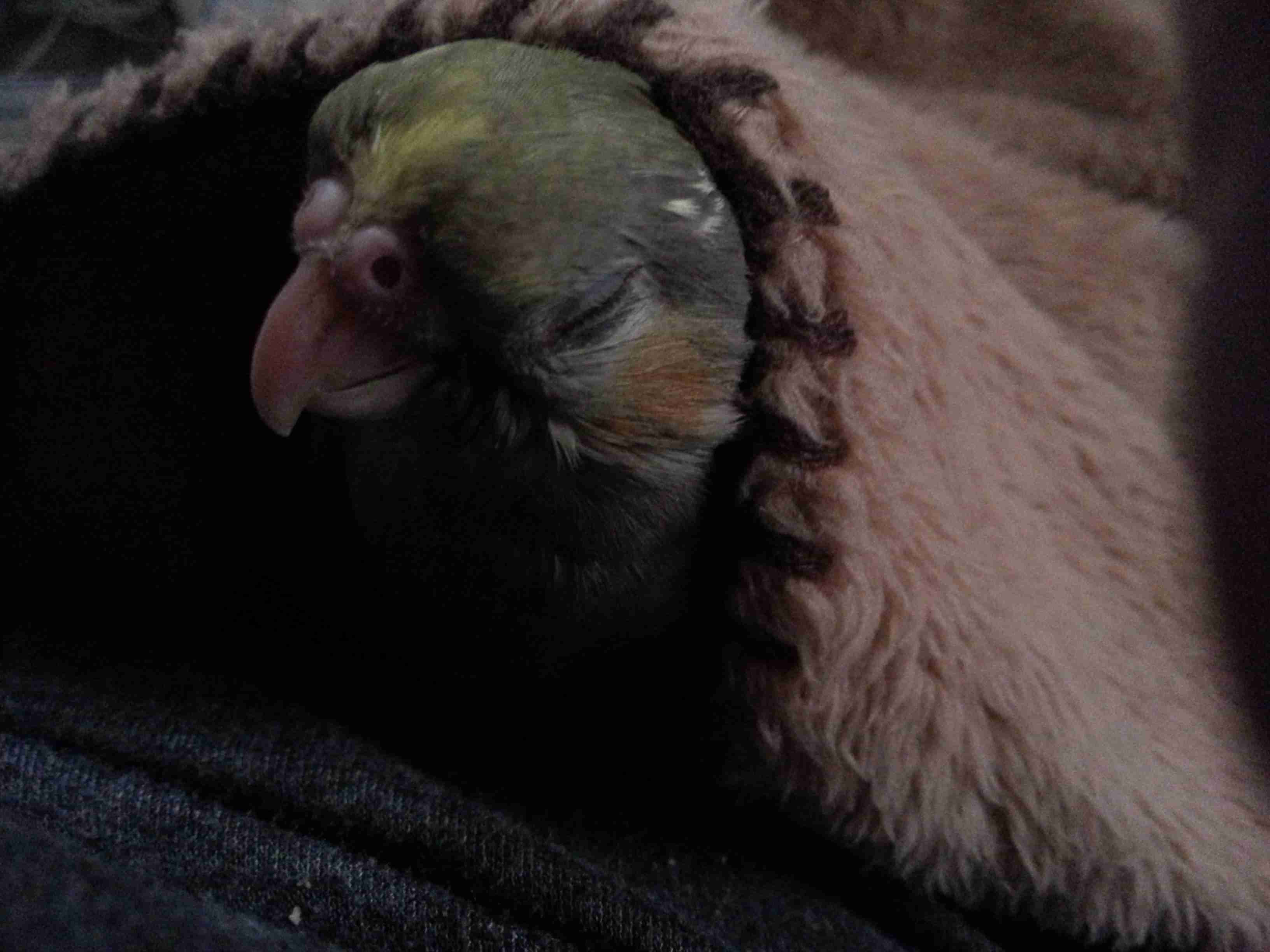 鳥が好きな方、集合ー！