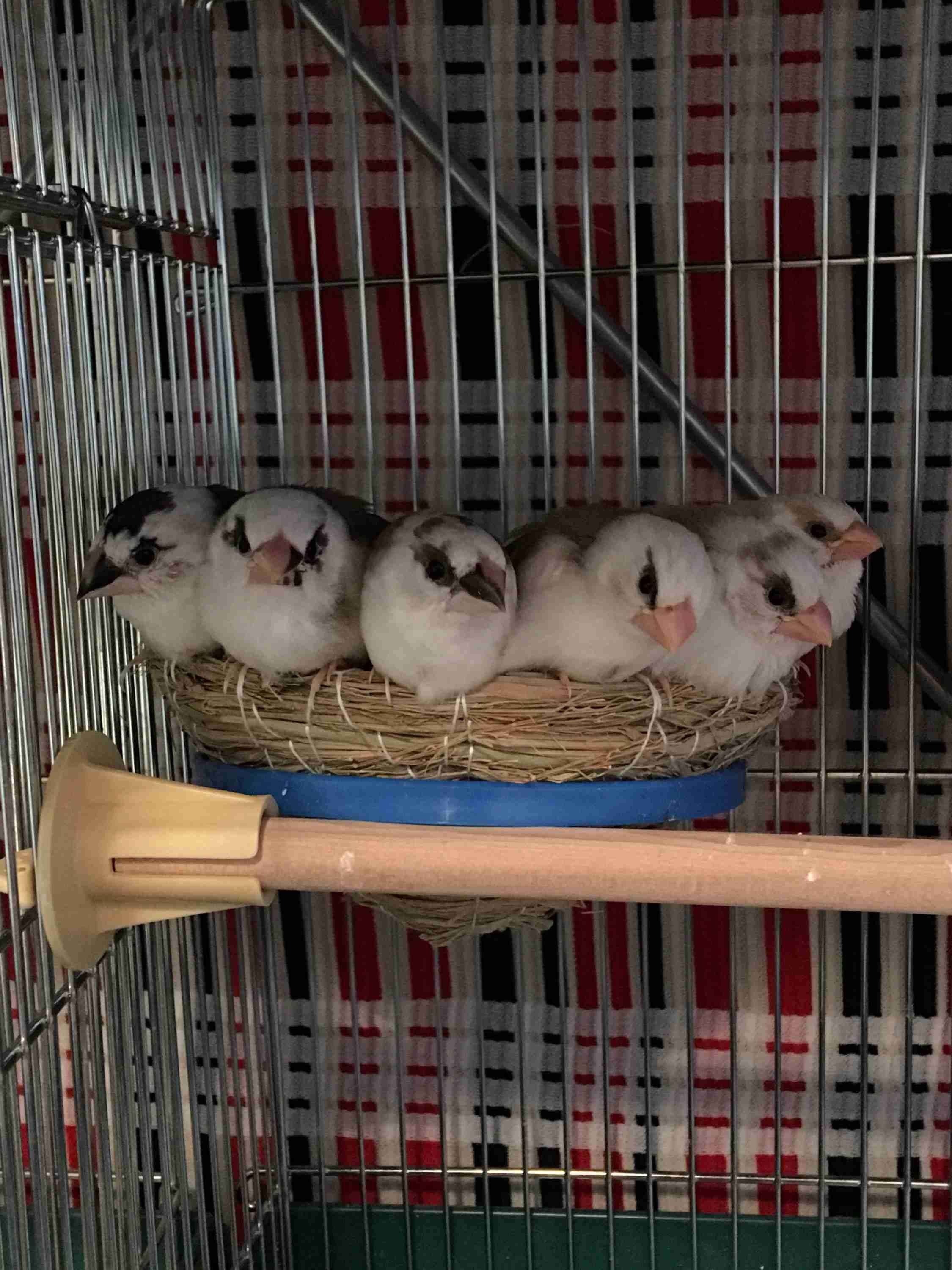 鳥が好きな方、集合ー！