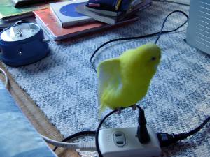 鳥が好きな方、集合ー！