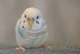 鳥が好きな方、集合ー！
