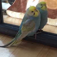 鳥が好きな方、集合ー！