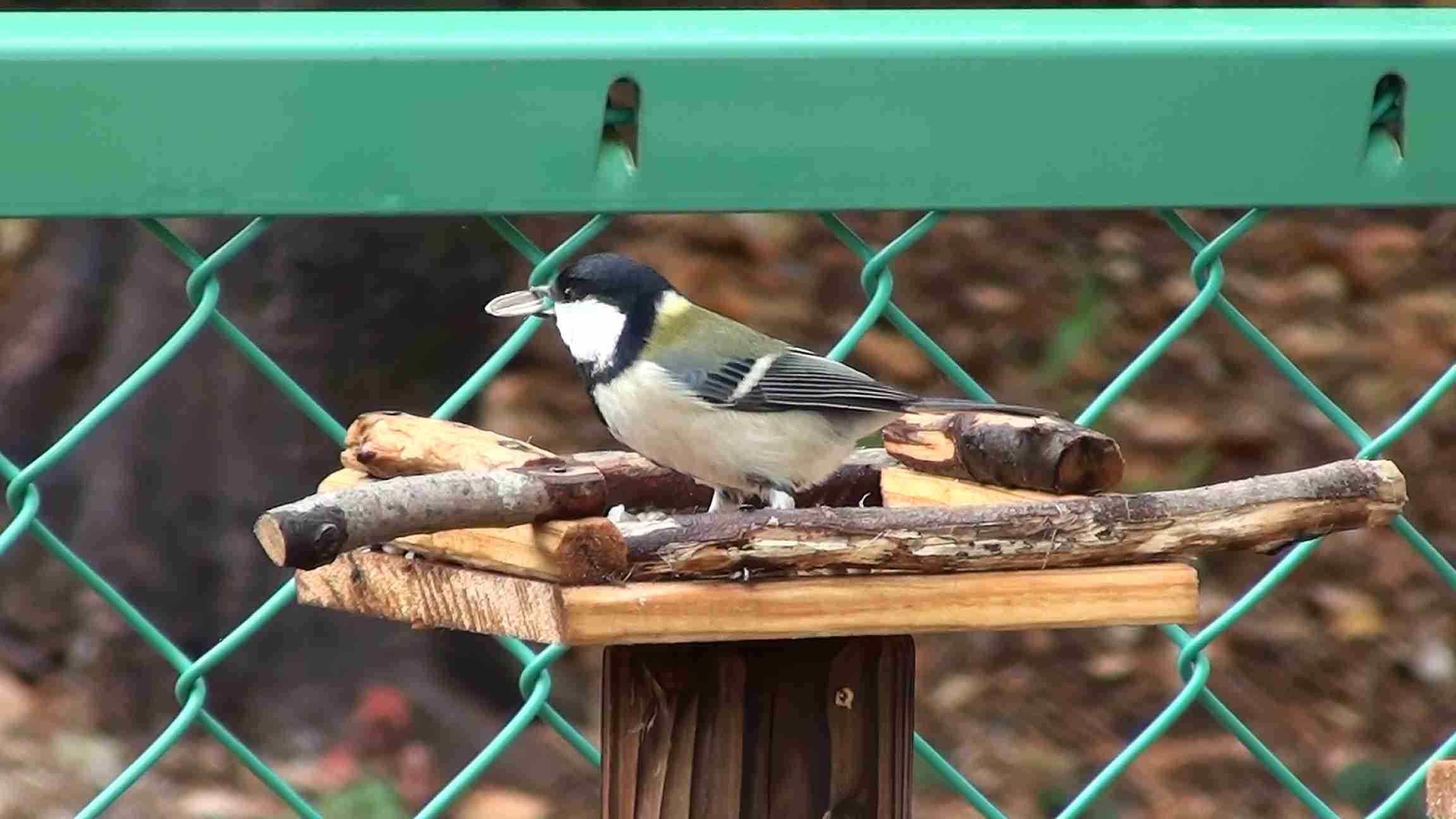 鳥が好きな方、集合ー！