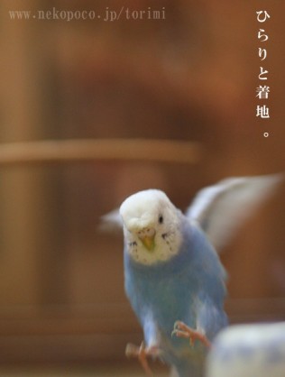 鳥が好きな方、集合ー！
