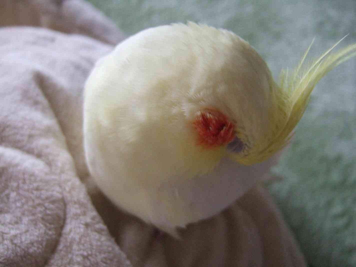 鳥が好きな方、集合ー！