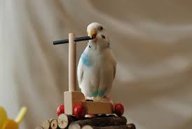鳥が好きな方、集合ー！