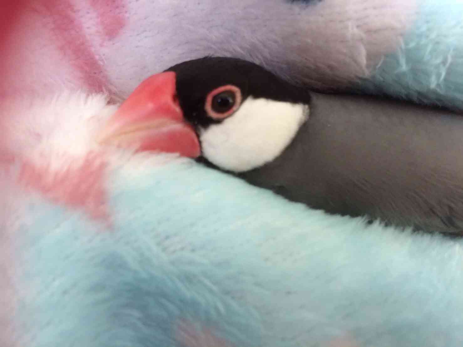 鳥が好きな方、集合ー！