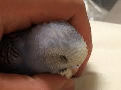 鳥が好きな方、集合ー！