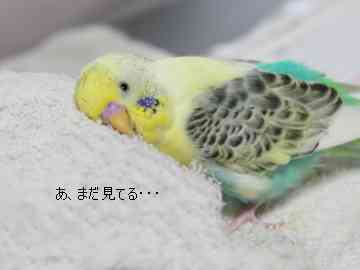 鳥が好きな方、集合ー！