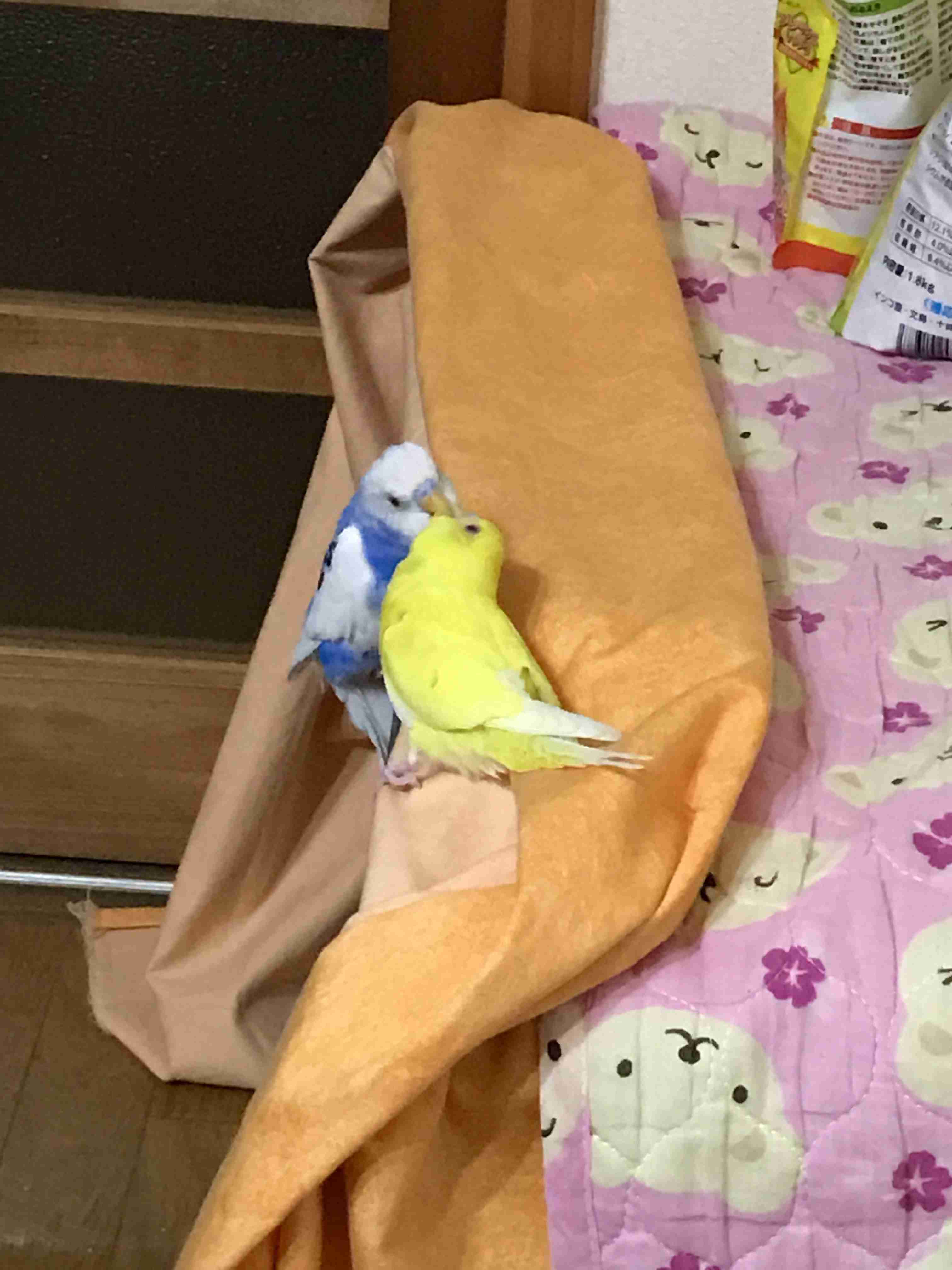 鳥が好きな方、集合ー！