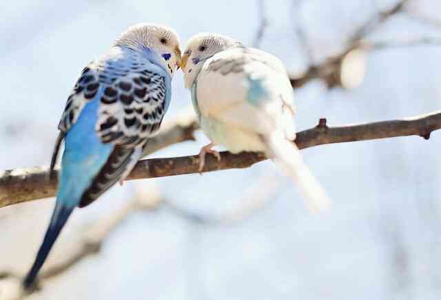 鳥が好きな方、集合ー！