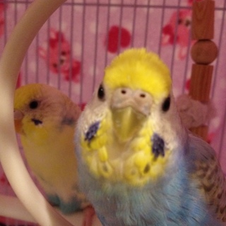 鳥が好きな方、集合ー！