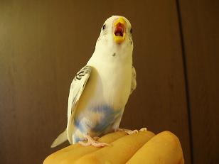 鳥が好きな方、集合ー！