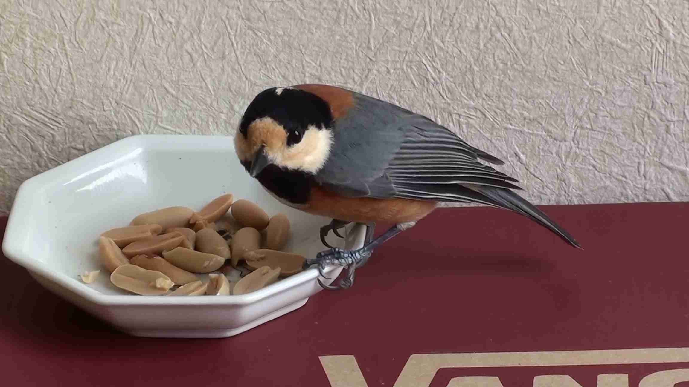 鳥が好きな方、集合ー！