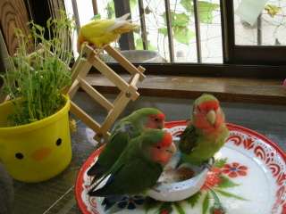 鳥が好きな方、集合ー！