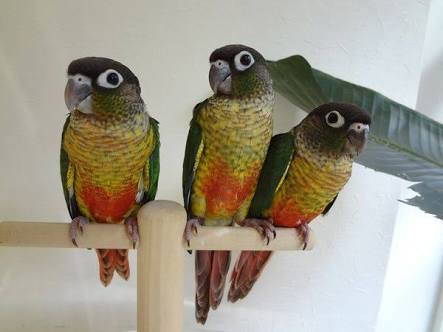 鳥が好きな方、集合ー！