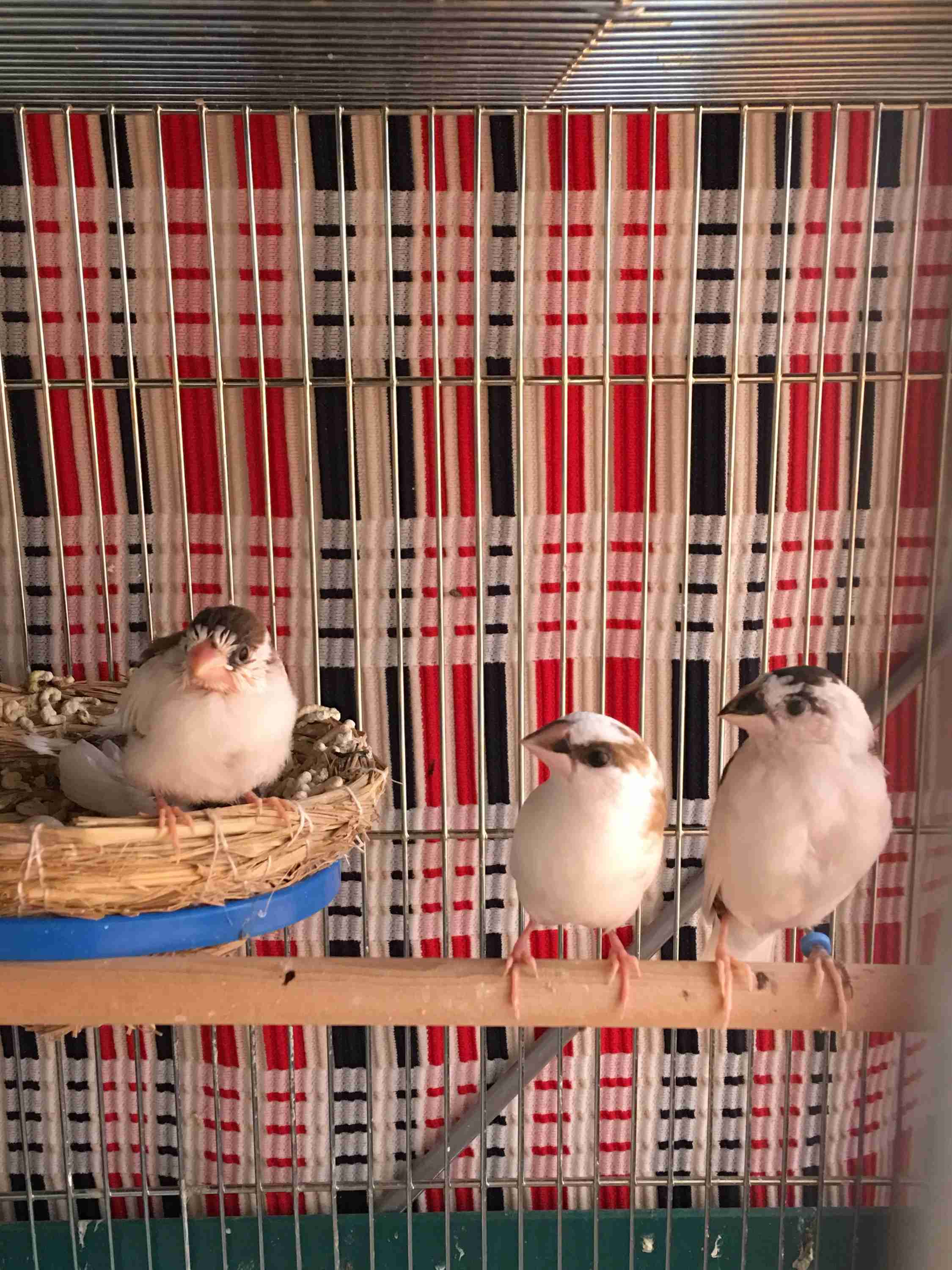 鳥が好きな方、集合ー！