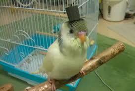 鳥が好きな方、集合ー！