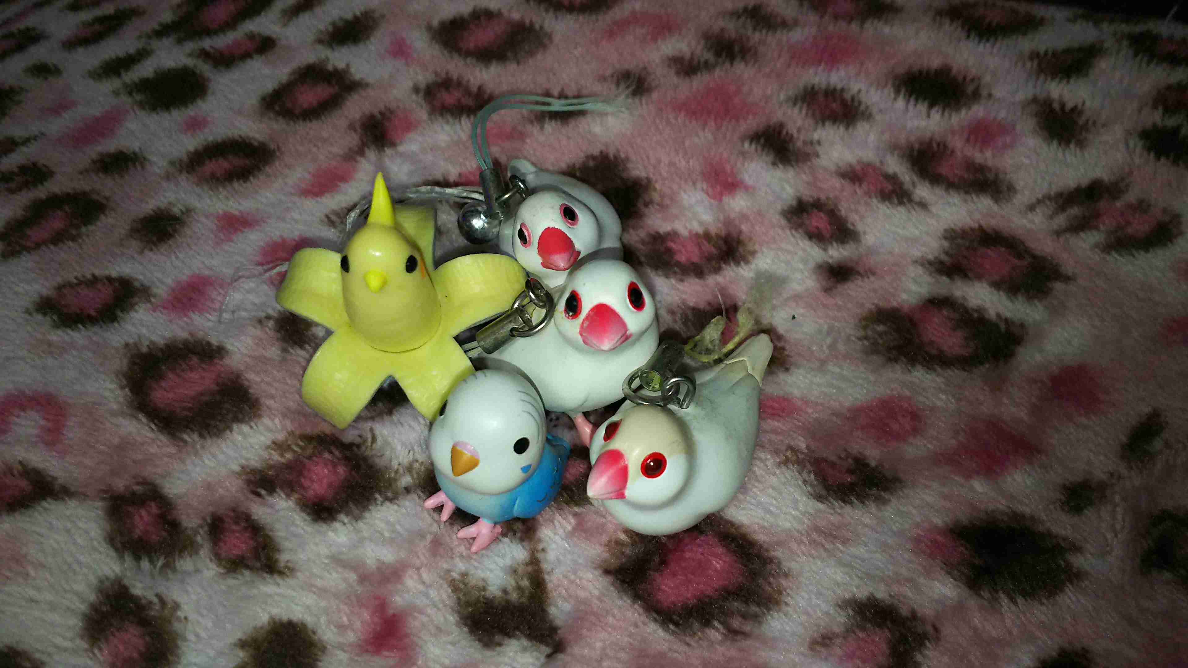 鳥が好きな方、集合ー！