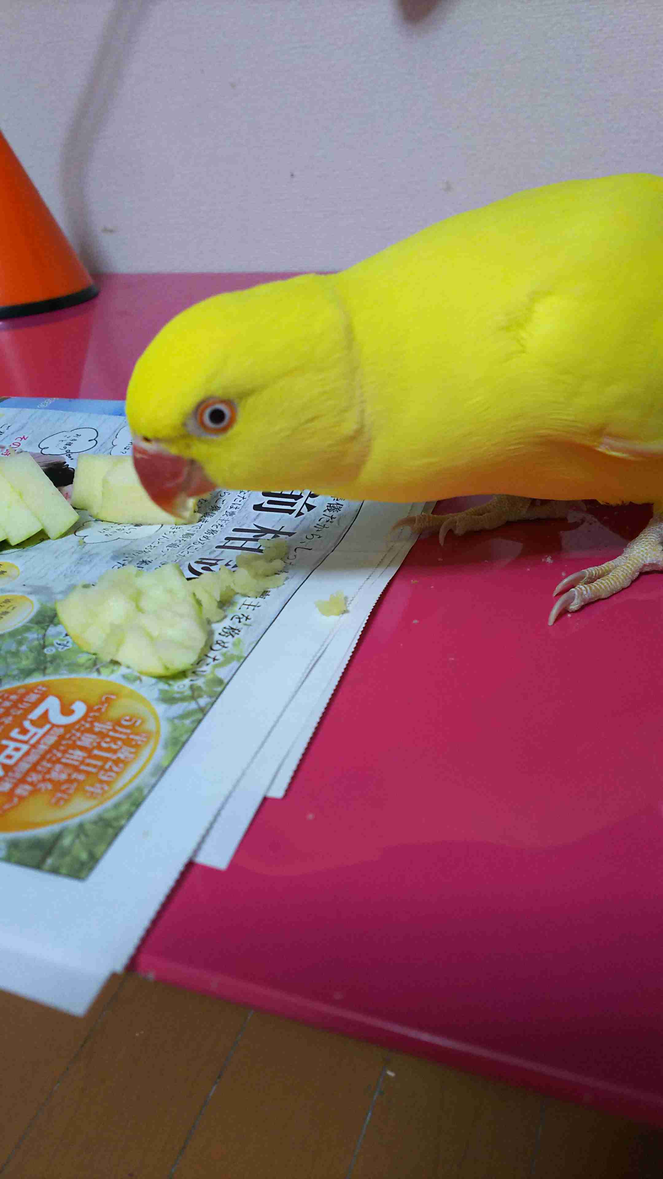 鳥が好きな方、集合ー！