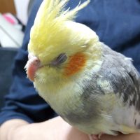 鳥が好きな方、集合ー！