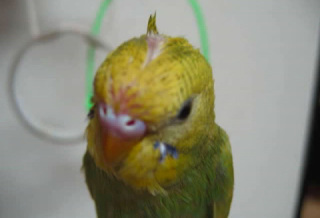 鳥が好きな方、集合ー！
