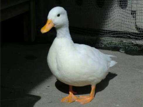 鳥が好きな方、集合ー！