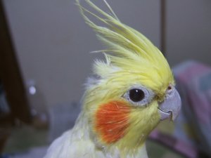 鳥が好きな方、集合ー！