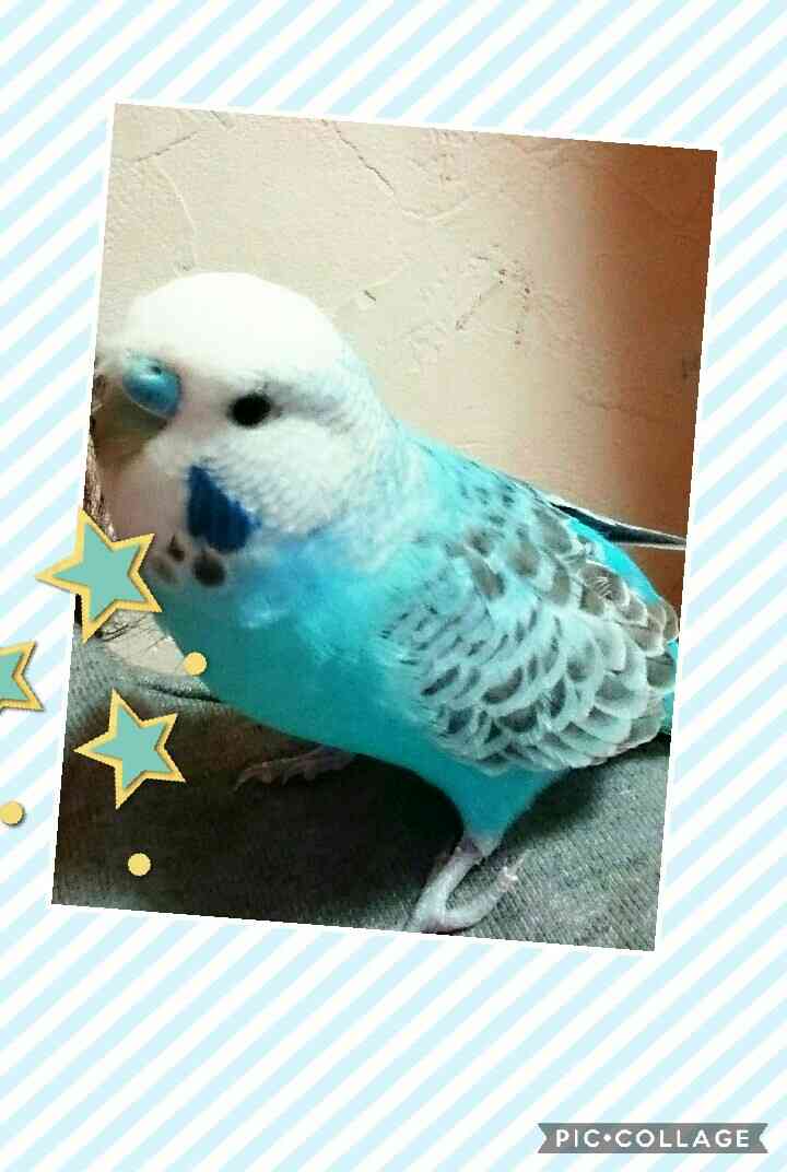鳥が好きな方、集合ー！