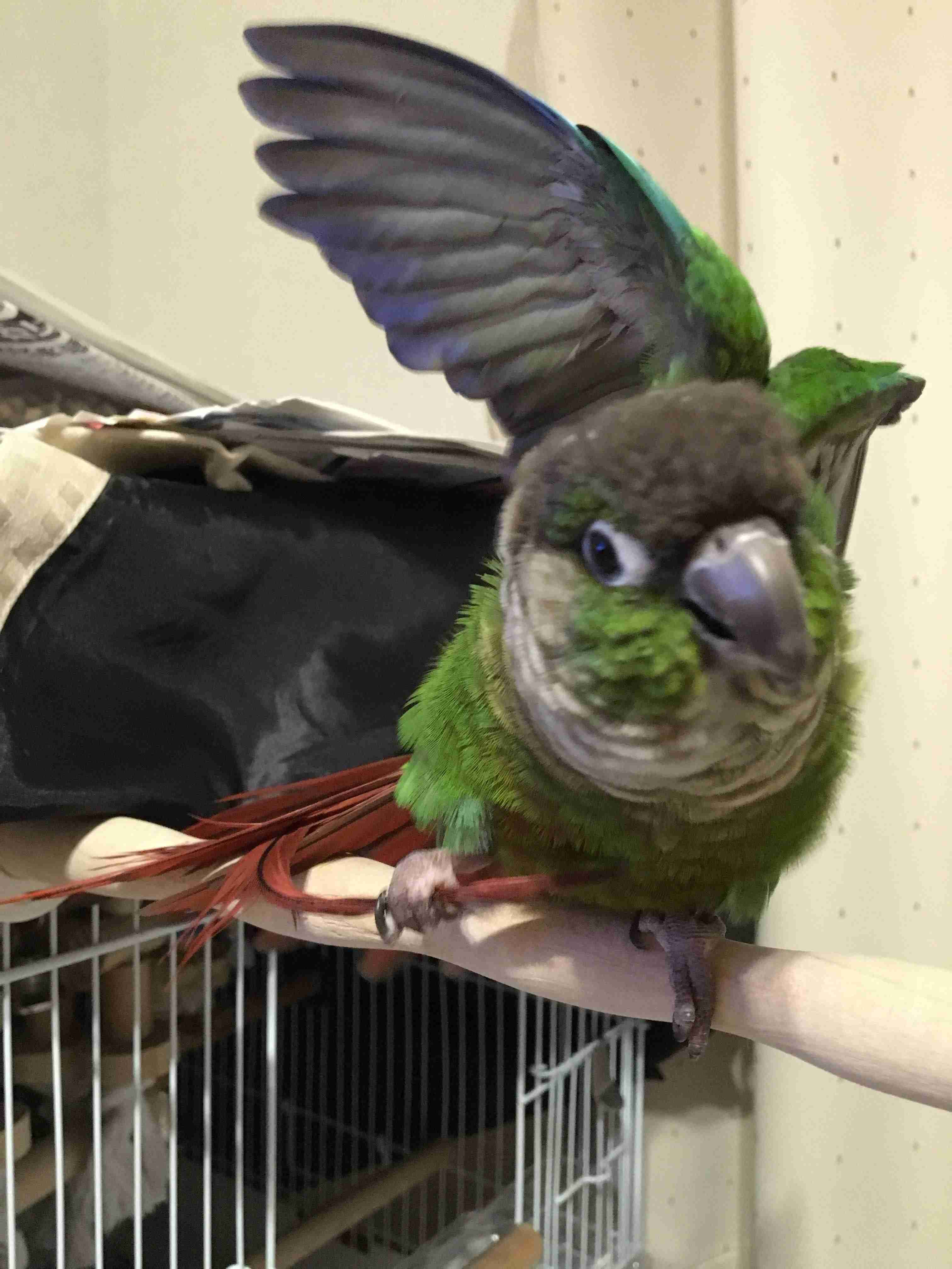 鳥が好きな方、集合ー！