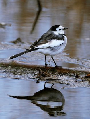 鳥が好きな方、集合ー！
