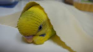鳥が好きな方、集合ー！