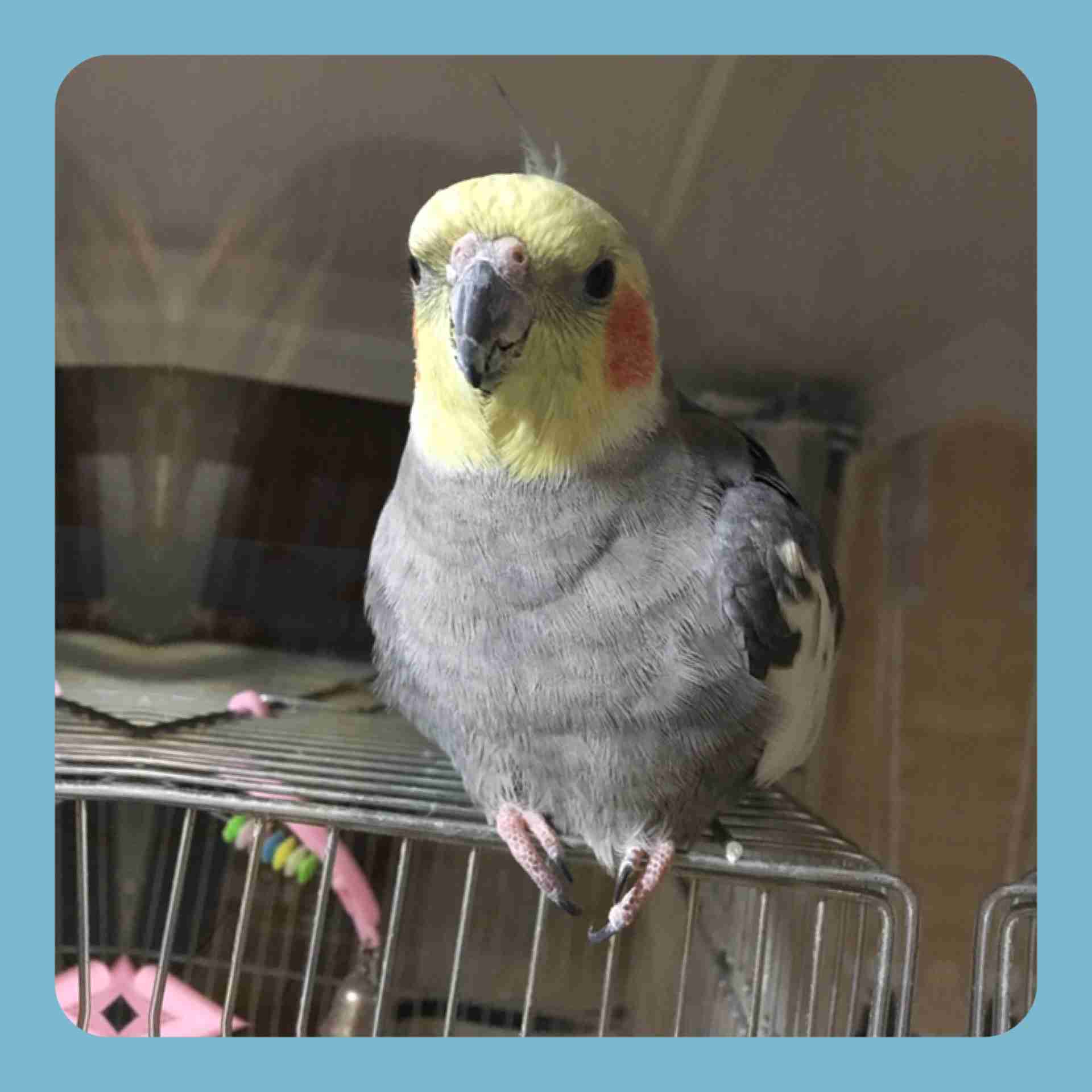 鳥が好きな方、集合ー！
