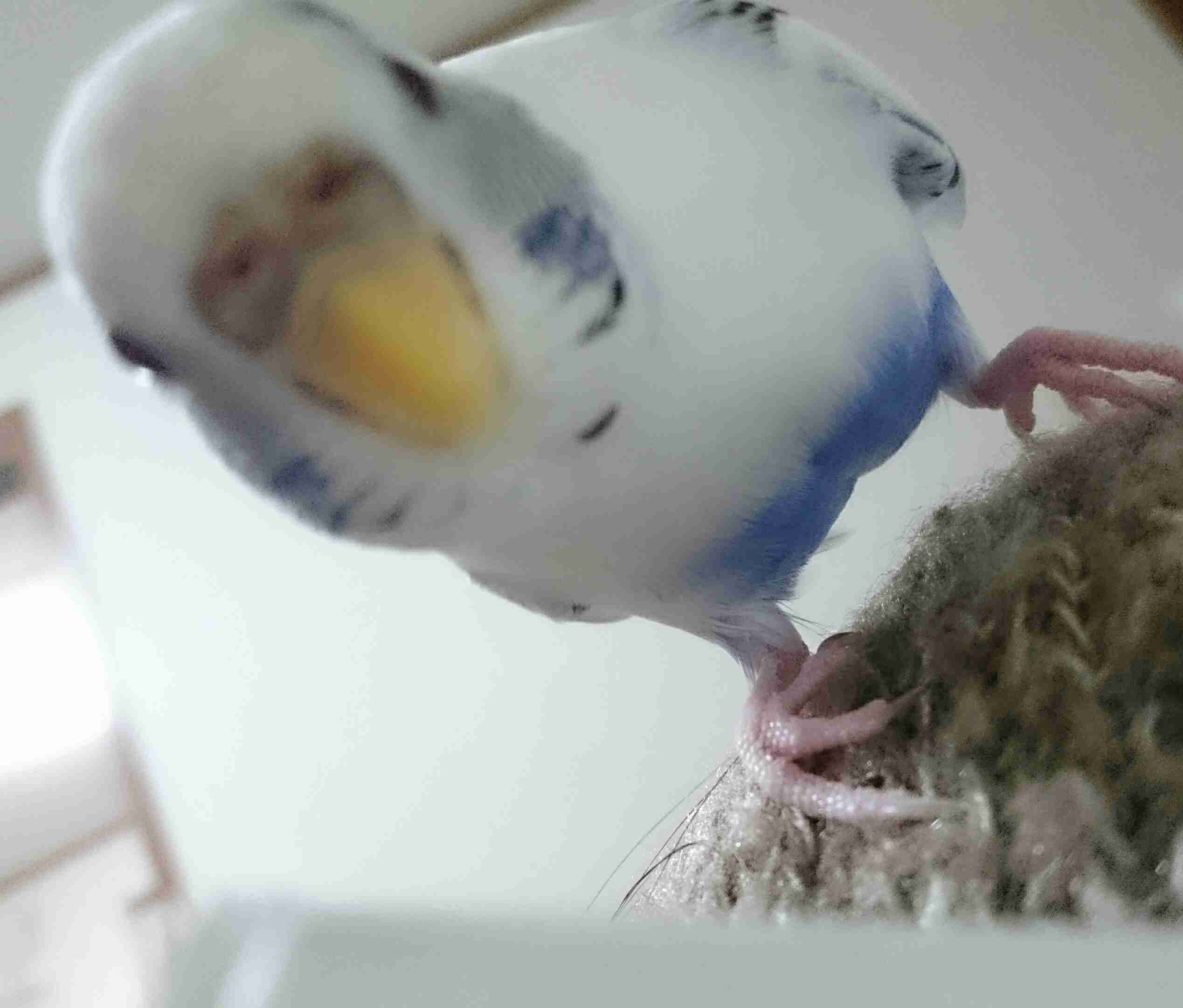 鳥が好きな方、集合ー！