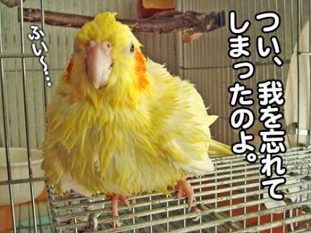 鳥が好きな方、集合ー！