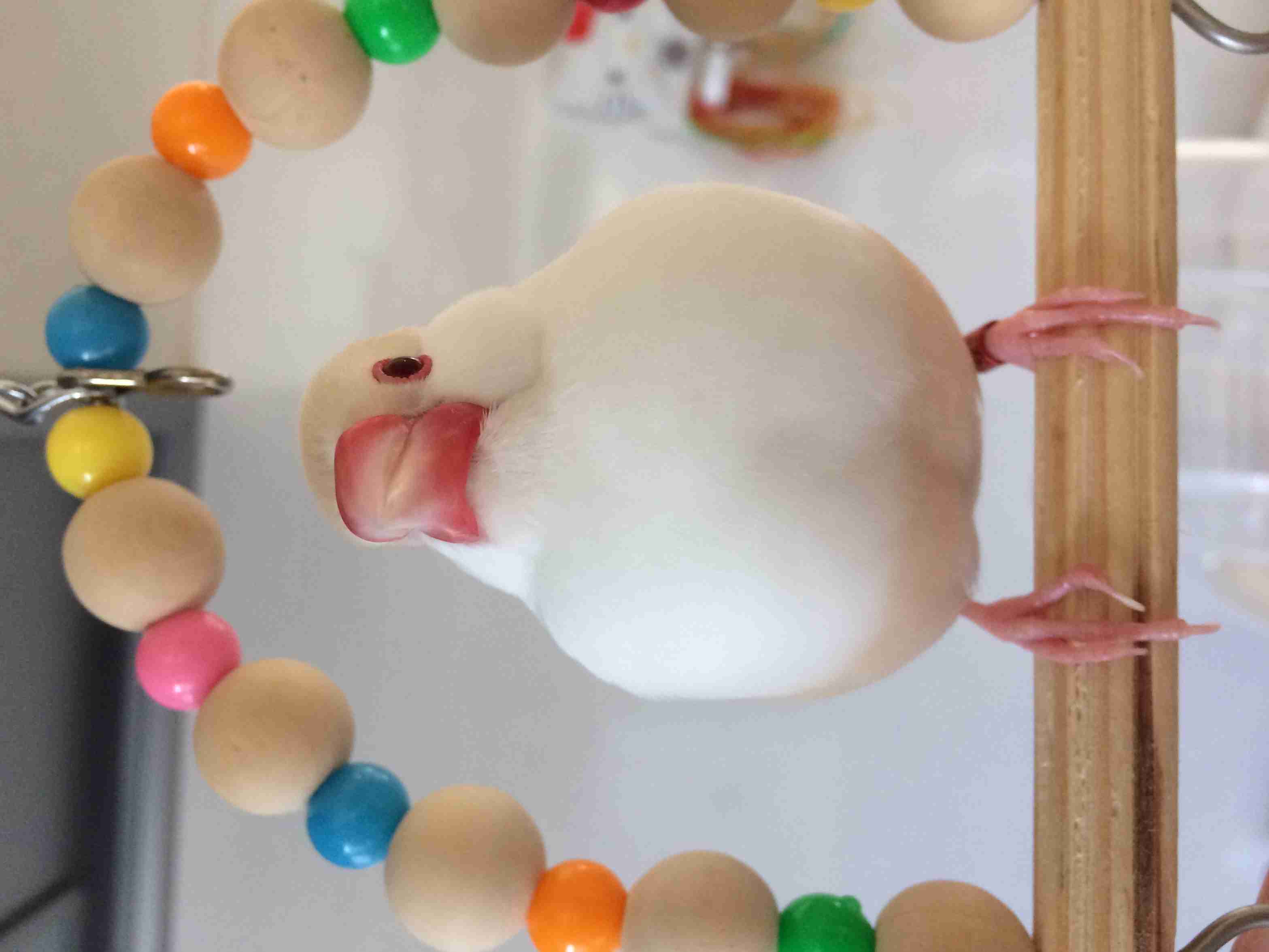 鳥が好きな方、集合ー！