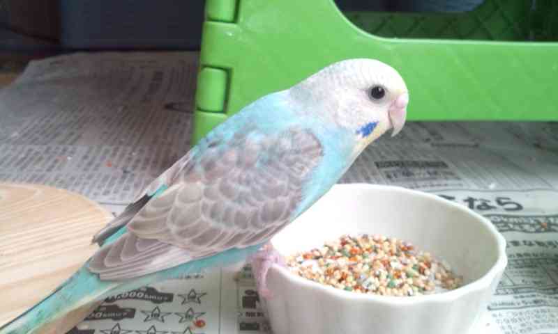 鳥が好きな方、集合ー！
